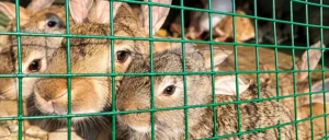 Rabbits Behind Green Welded Mesh